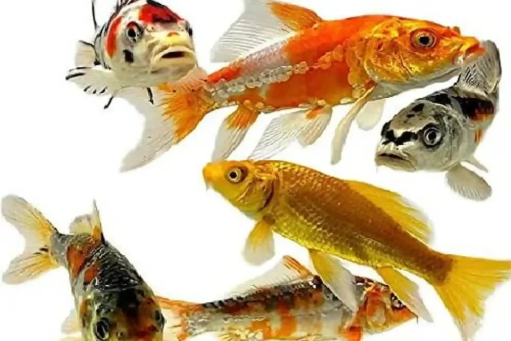 Is Koi Fish in Dubai Worth It? Discover the Real Value Today
