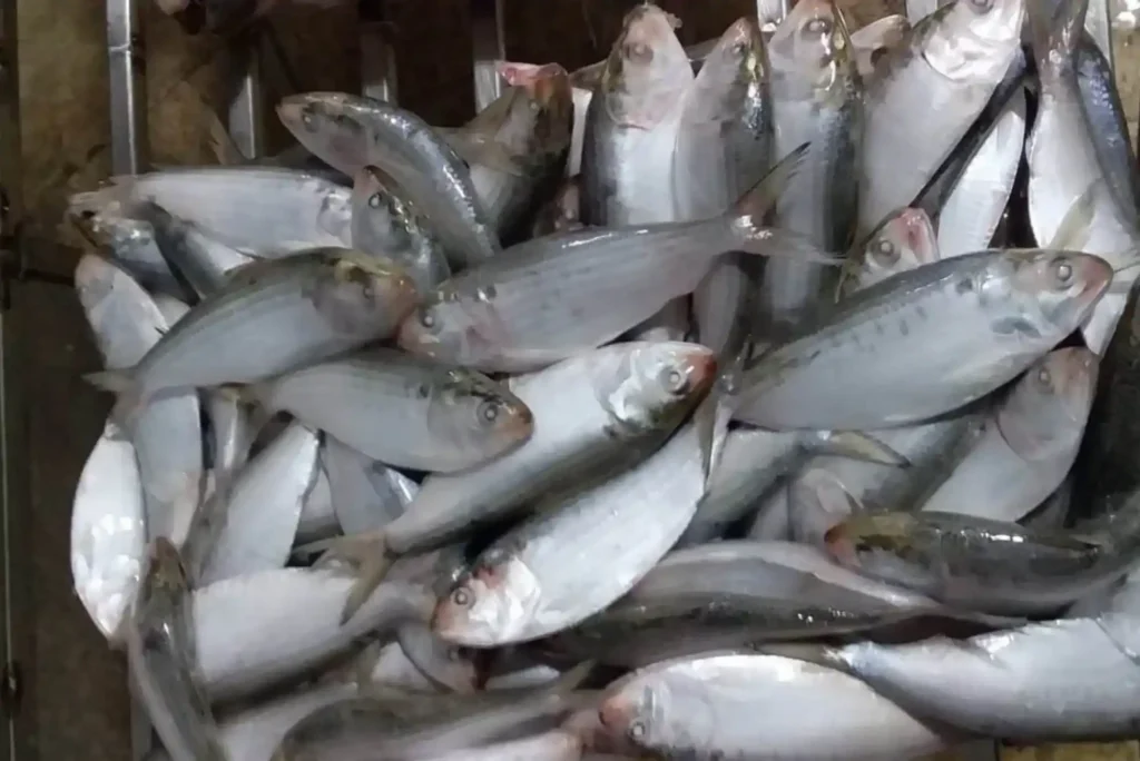 Ultimate Checklist Before You Buy Sardine Fish from Any Supplier