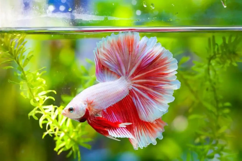Betta Fish Dubai Pet Care Tips Every Beginner Must Follow