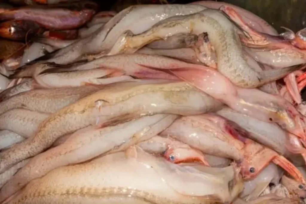 How to Spot Authentic Bombay Duch Fish in Dubai’s Fish Markets