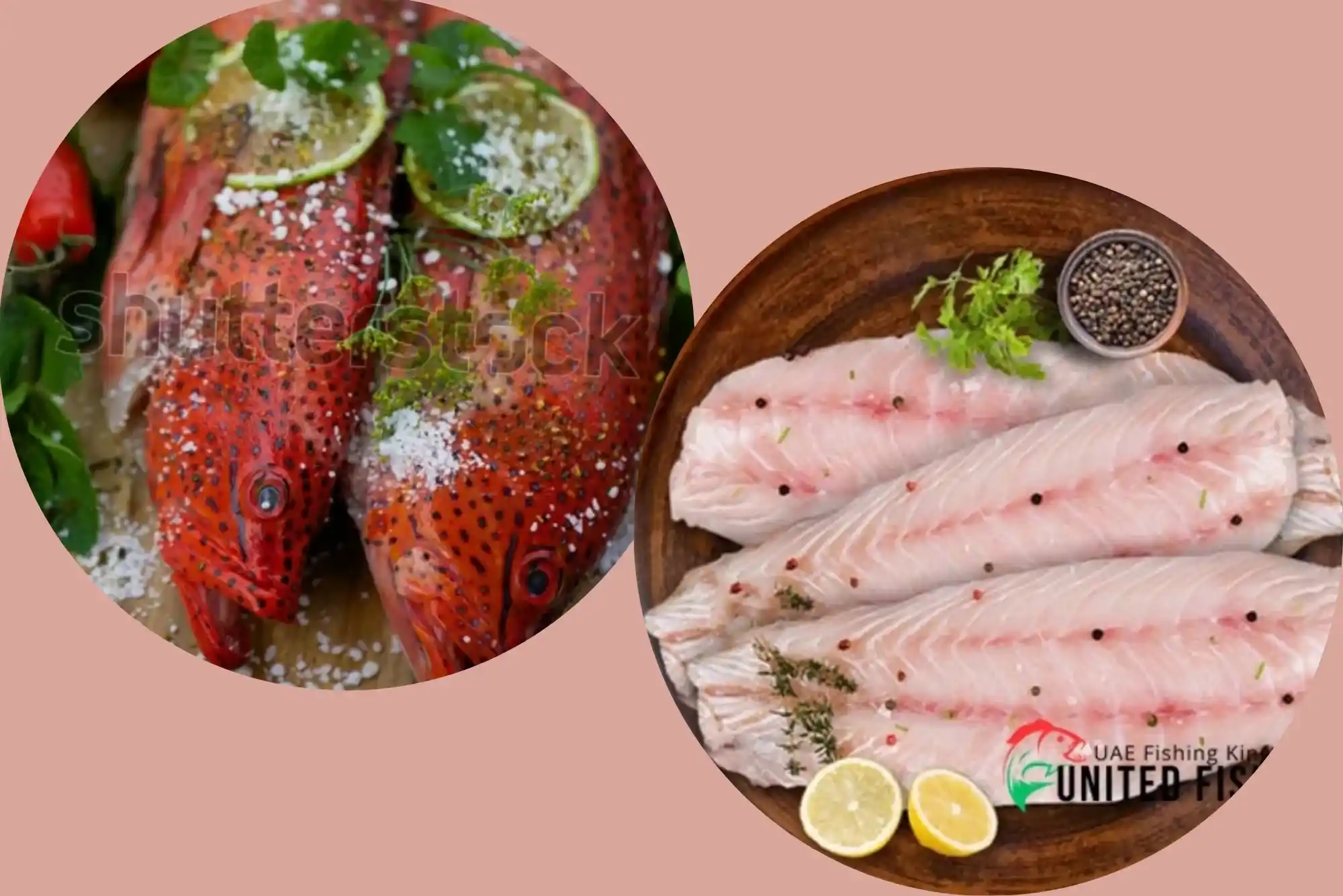 Must know hamour fish benefits UAE Episode