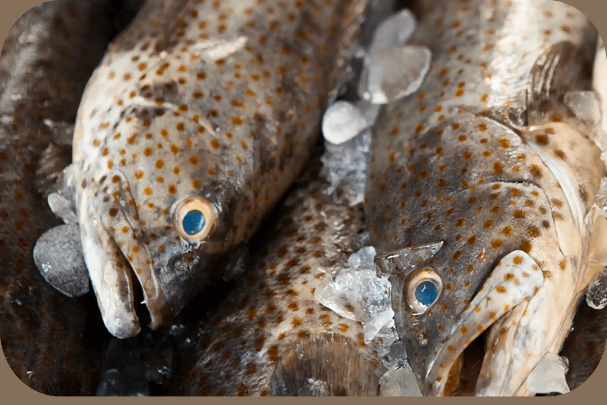 Top rated hamour fish benefits UAE Episode